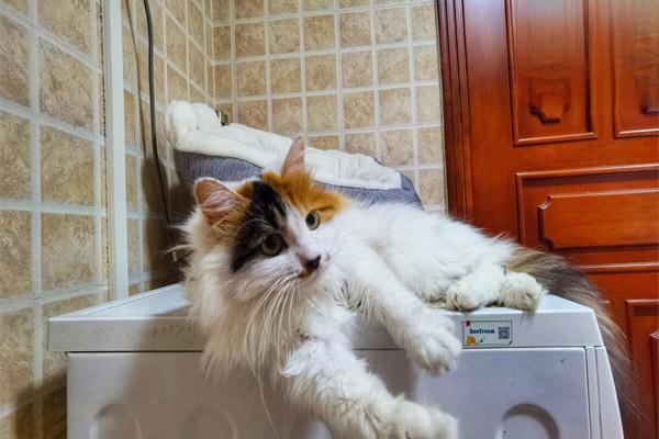 猫咪因为肥胖患上糖尿病,应该怎么办? 猫咪因为肥胖患上糖尿病,应该怎么办?