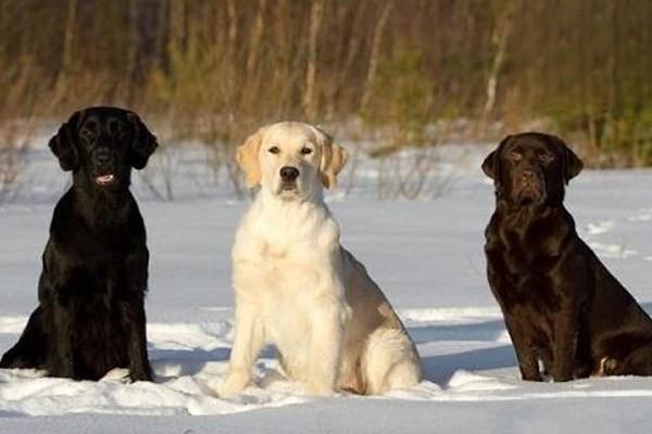 1614909384754265.jpg 为什么狗尾巴会疯狂掉毛