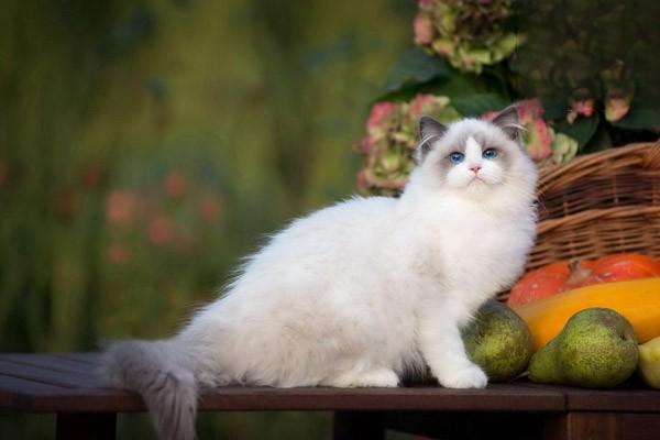 1616983279337393.jpg 狗狗猫咪打喷嚏一定是感冒吗