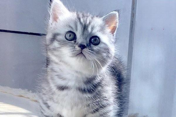 1619164137423566.jpg 猫咪在春季容易得的疾病