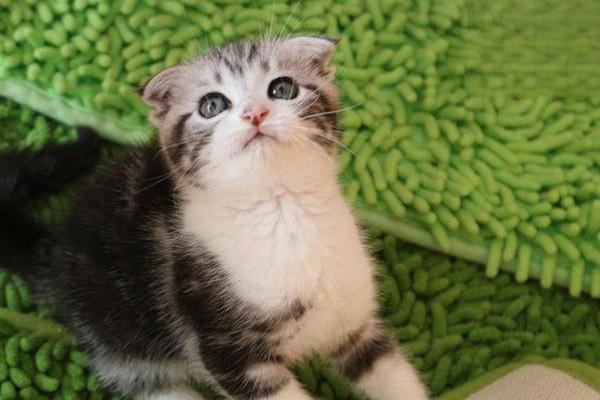 幼猫有蛔虫怎么治疗 幼猫有蛔虫怎么治疗