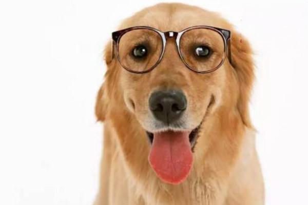 狗狗结扎费用，狗绝育价格