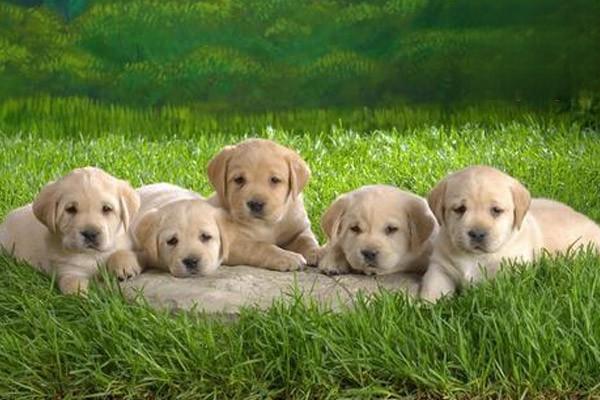 1623485520259022.jpg 狗狗角膜炎的症状 犬角膜炎的治疗方法