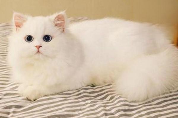 1611798405354620.jpg 猫咪打喷嚏生病的原因