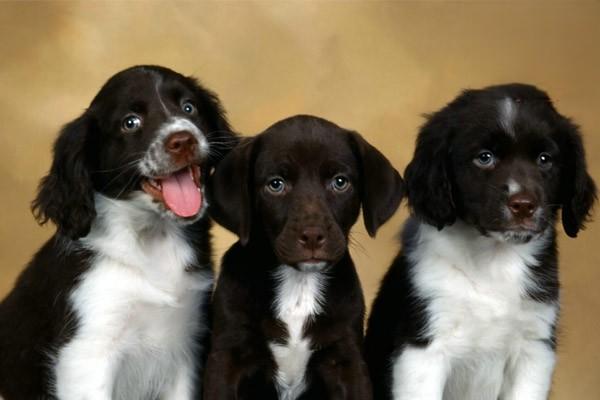 1617350396236527.jpg 狗狗很粘人是正常的吗