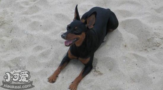 德国宾莎犬指甲怎么修剪 德国宾莎犬修剪指甲教程