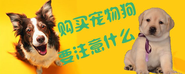 购买宠物狗要注意哪些问题