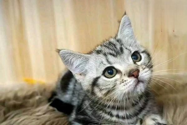 如何预防幼猫感染蛔虫 如何预防幼猫感染蛔虫