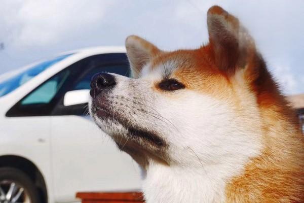 1612518209759249.jpg 狗猫吃干粮会吐怎么办