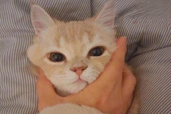 怎么判断猫是否得牙周炎? 怎么判断猫是否得牙周炎?