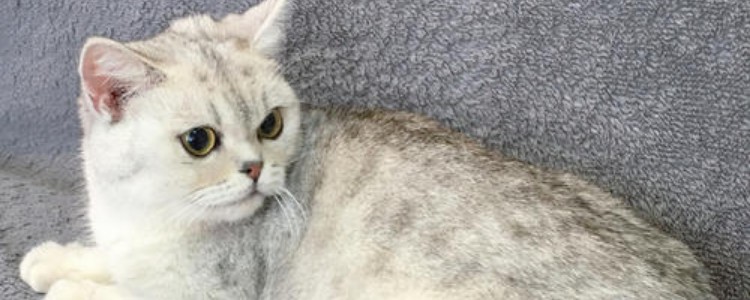 猫咪犬牙容易断 避免接触坚硬的东西!猫咪犬牙容易断