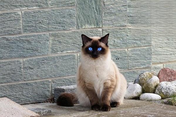 1612513330916631.jpg 猫和狗为什么喜欢被摸头