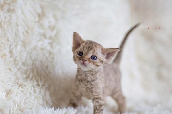 1617266719150833.jpg 智商排名前十的猫咪