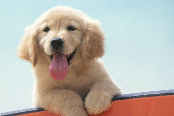 1612427501702343.jpg 狗狗为什么爱偷吃猫粮