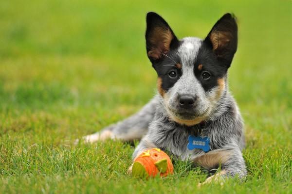 1613988551525985.jpg 狗狗胖了的危害