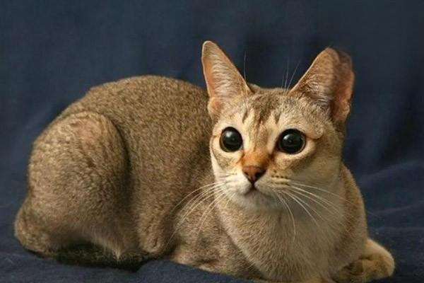 1611741701101551.jpg 猫咪总是呕吐这是怎么回事