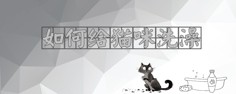 如何给猫咪洗澡