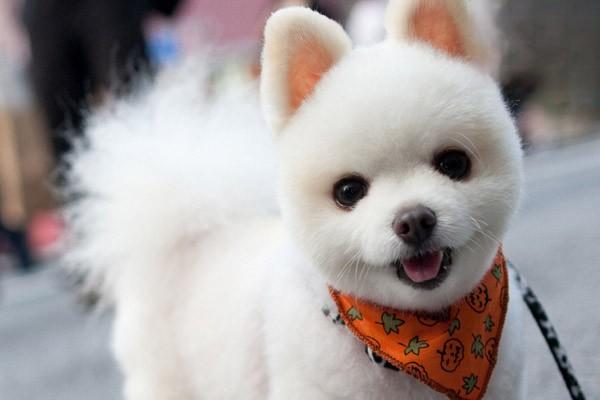 1620467117199235.jpg 什么狗狗长不大 长不大的狗狗有哪些