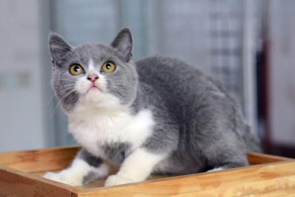 1616121603338274.jpg 怎样让你的猫变得更加快乐