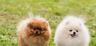 博美犬可爱但难养，脾气大爱拆家，你敢养吗?