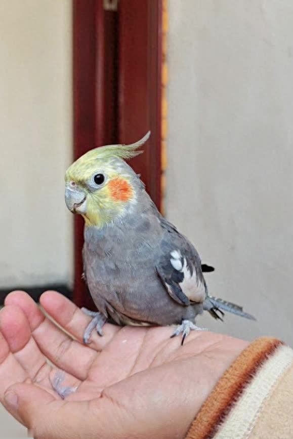 玄凤鹦鹉黏人像小狗，朋友被烦到崩溃，你敢养吗?