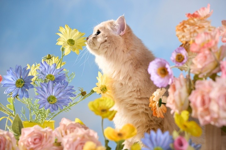 创意宠物写真分享，毛孩子也能拥有自己的“人生照片”啦!