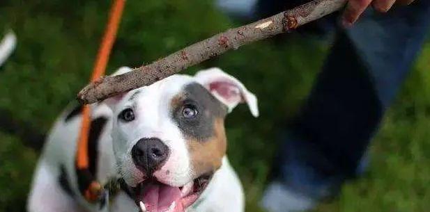 太心酸了，原来狗狗“打不回手骂不还口”，是因为这些原因!