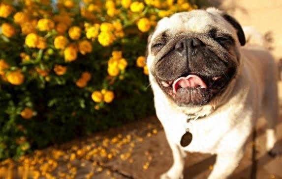 巴哥犬陪你解压又暖心，养6年生活竟大变样?