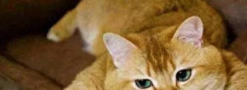 我家胖橘白天不理人，每晚黏着睡，治愈我的心!