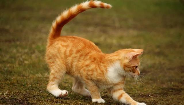 猫立尾巴是什么意思? 全文解读猫咪的情绪密码