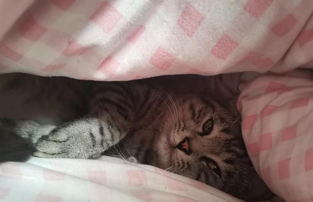 冷天是铲屎官福音，这话没毛病吧? 小猫咪天天往被子里钻