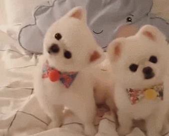 博美养不好泪痕满脸? 3个妙招帮你搞定