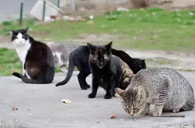 路边猫咪“喵”视你，流浪猫野猫分不清? 4招秒辨!