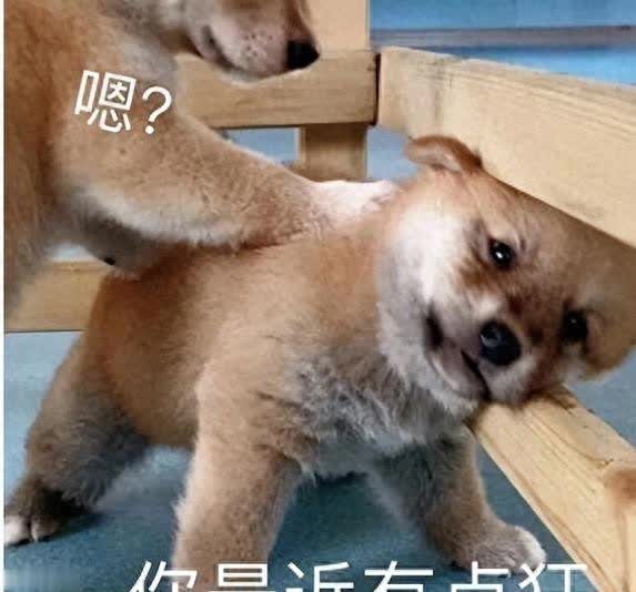 狗狗乱咬家具不听话?改掉5个坏习惯让它变乖