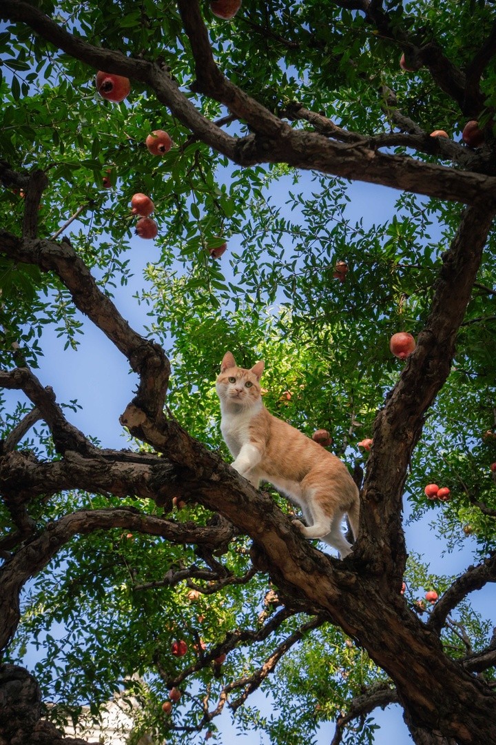 宠物摄影师都在用的拍猫小技巧，赶快学起来!