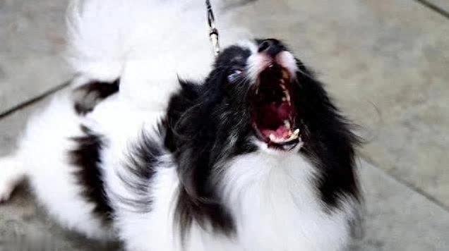 狗狗半夜狂叫吵翻天，主人试遍办法，原因竟有6个?